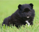 Small #4 Pomeranian