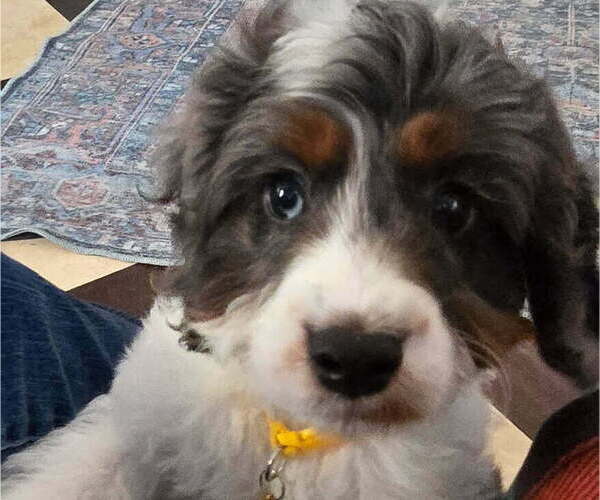 Medium Photo #1 Cavapoo Puppy For Sale in CITRUS HEIGHTS, CA, USA