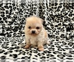 Small #21 Pomeranian