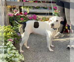 Small #1 Bullboxer Pit