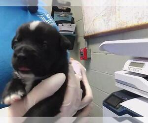 Mutt Dogs for adoption in Tulsa, OK, USA