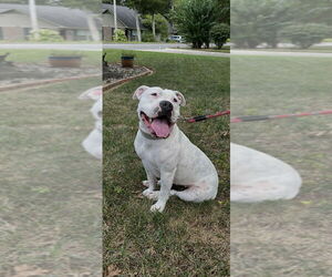 American Pit Bull Terrier-American Staffordshire Terrier Mix Dogs for adoption in Wenonah, NJ, USA