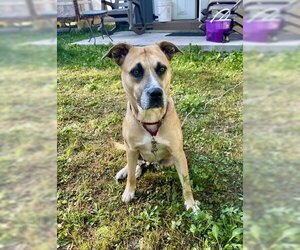 Mutt Dogs for adoption in St. Louis Park, MN, USA
