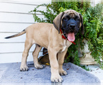 Puppy Major Mastiff