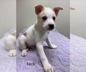 Pomsky Dogs for adoption in Lancaster, PA, USA
