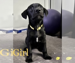 Catahoula Leopard Dog-German Shepherd Dog Mix Puppy for sale in MUSKEGON, MI, USA