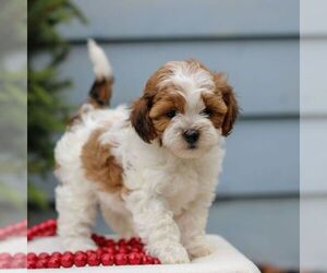 ShihPoo Puppy for sale in REINHOLDS, PA, USA