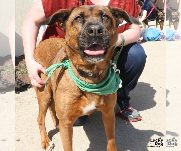 Medium Photo #4 Labrador Retriever-Unknown Mix Puppy For Sale in Washington, DC, USA