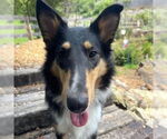 Small #1 Collie