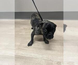 Pug-Unknown Mix Dogs for adoption in Pearland, TX, USA
