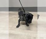 Small Pug Mix