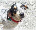 Small Coonhound Mix