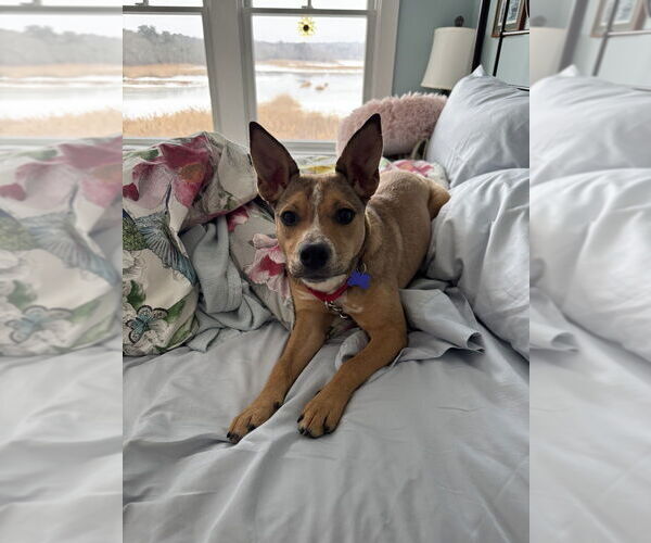 Medium Photo #19 Mutt Puppy For Sale in Oak Bluffs, MA, USA