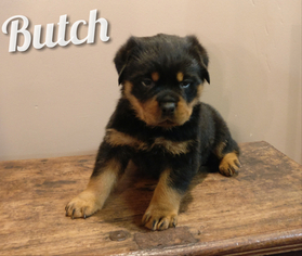 Rottweiler Puppy for sale in LEBANON, PA, USA