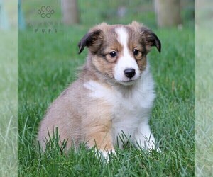 Shetland Sheepdog Puppy for sale in MANHEIM, PA, USA