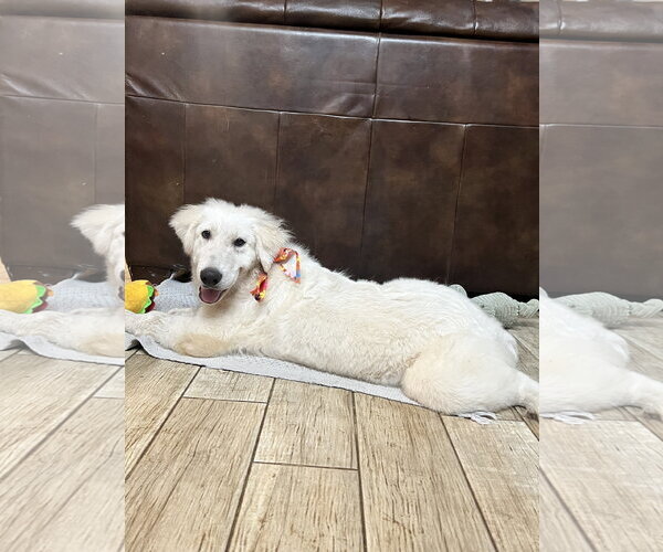 Medium Photo #7 Great Pyrenees Puppy For Sale in Spring, TX, USA