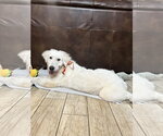 Small #6 Great Pyrenees