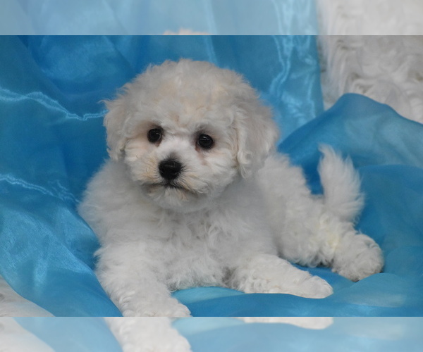 Medium Photo #3 Bichon Frise Puppy For Sale in ELDORADO, OH, USA