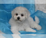 Small Photo #3 Bichon Frise Puppy For Sale in ELDORADO, OH, USA