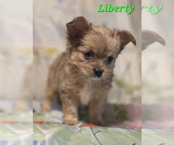 Medium Photo #3 Chorkie Puppy For Sale in HOMERVILLE, GA, USA