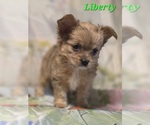 Small #2 Chorkie