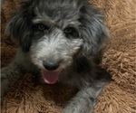 Small Photo #10 Aussiedoodle Puppy For Sale in GRANGER, IN, USA