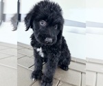 Puppy Jolt Aussiedoodle-Goldendoodle Mix