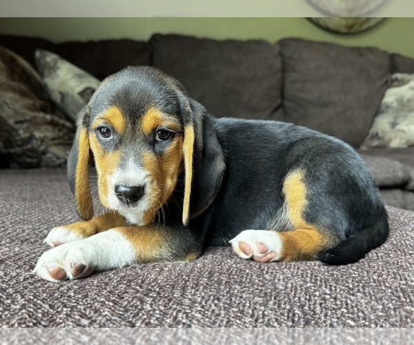 Medium Photo #1 Beagle Puppy For Sale in FORDLAND, MO, USA