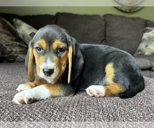 Beagle Puppy for Sale in FORDLAND, Missouri USA
