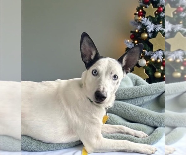 Medium Photo #4 Mutt Puppy For Sale in Westwood, NJ, USA