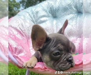French Bulldog Puppy for sale in TALLAHASSEE, FL, USA