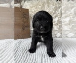 Small #10 Bernedoodle