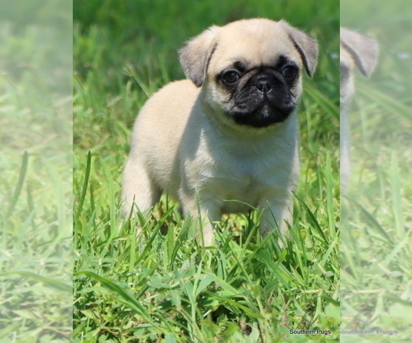 Medium Photo #10 Pug Puppy For Sale in WINNSBORO, TX, USA