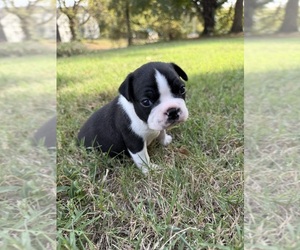 Boston Terrier Puppy for sale in GARFIELD, AR, USA