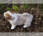 Small Photo #12 Pembroke Welsh Corgi Puppy For Sale in ELKTON, KY, USA