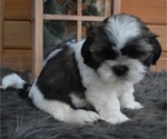 Small Photo #7 Shih Tzu Puppy For Sale in HONEY BROOK, PA, USA