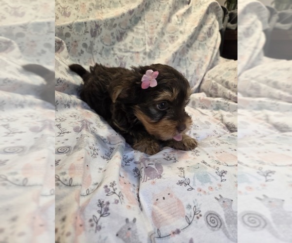 Medium Photo #3 Yorkshire Terrier Puppy For Sale in RHOADESVILLE, VA, USA