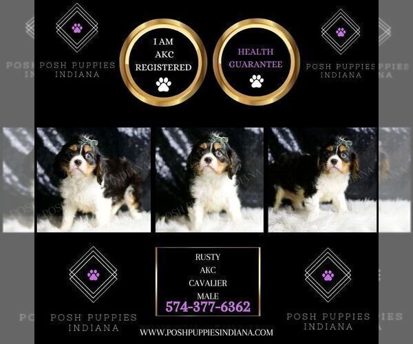 Medium Photo #28 Cavalier King Charles Spaniel Puppy For Sale in WARSAW, IN, USA