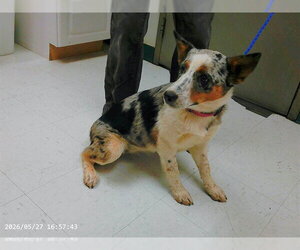 Australian Shepherd-Texas Heeler Mix Dogs for adoption in Oroville, CA, USA