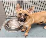 Small German Shepherd Dog Mix