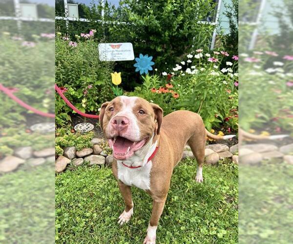 Medium Photo #2 American Pit Bull Terrier-Unknown Mix Puppy For Sale in Louisville, KY, USA