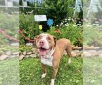 Small #1 American Pit Bull Terrier Mix