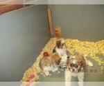 Small Photo #7 Shih Tzu Puppy For Sale in CARROLLTON, GA, USA
