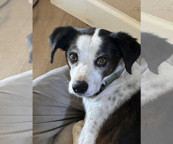 Medium Photo #1 Jack-Rat Terrier Puppy For Sale in Chandler, AZ, USA