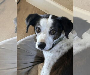 Jack-Rat Terrier Dogs for adoption in Chandler, AZ, USA