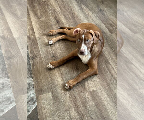 Medium Photo #2 Mutt Puppy For Sale in Doylestown, PA, USA