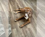 Small #1 Mutt