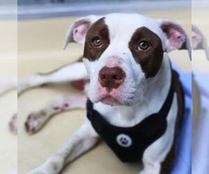 American Staffordshire Terrier-Unknown Mix Dogs for adoption in San Antonio, TX, USA