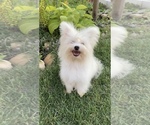 Small #5 Bichon Frise-Morkie Mix