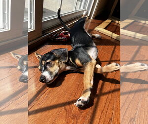 Cheagle Dogs for adoption in Virginia Beach, VA, USA
